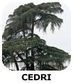 CEDRI